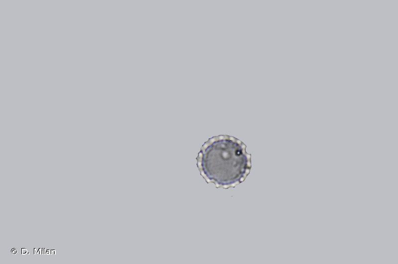 fr.mnhn.inpn.model.isb.Espece@558b0ef1