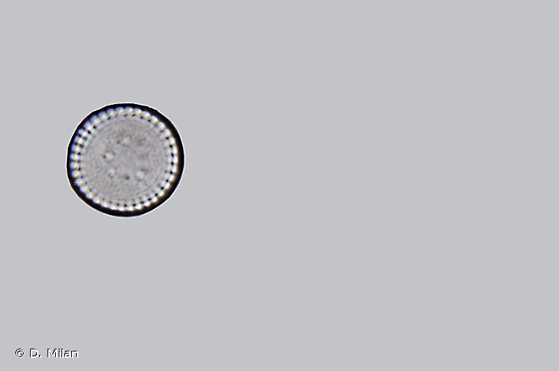 fr.mnhn.inpn.model.isb.Espece@2e1e472c