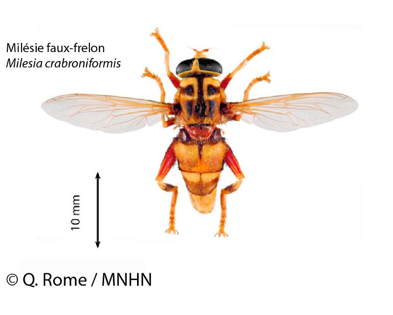 fr.mnhn.inpn.model.isb.Espece@fc63e17