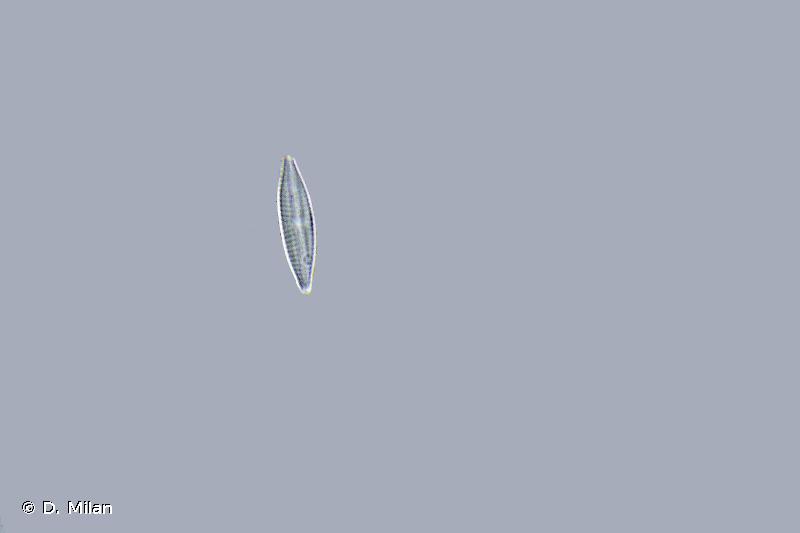 fr.mnhn.inpn.model.isb.Espece@2771aeef