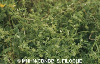 fr.mnhn.inpn.model.isb.Espece@2c45be7c