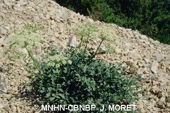 fr.mnhn.inpn.model.isb.Espece@2d489260