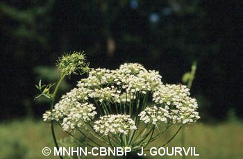 fr.mnhn.inpn.model.isb.Espece@4dc5ec1f