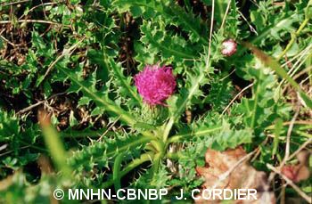 fr.mnhn.inpn.model.isb.Espece@59b20578