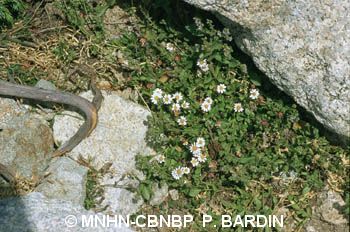 fr.mnhn.inpn.model.isb.Espece@29cd578f