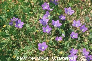 fr.mnhn.inpn.model.isb.Espece@279c83c2