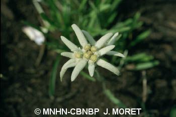 fr.mnhn.inpn.model.isb.Espece@1888277d