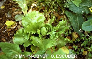 fr.mnhn.inpn.model.isb.Espece@653bf010