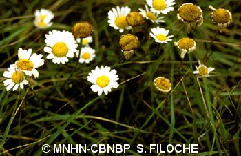 fr.mnhn.inpn.model.isb.Espece@1a06dcee