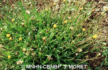 fr.mnhn.inpn.model.isb.Espece@b9a92c9