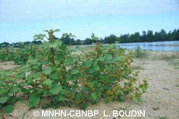 fr.mnhn.inpn.model.isb.Espece@76d24d48