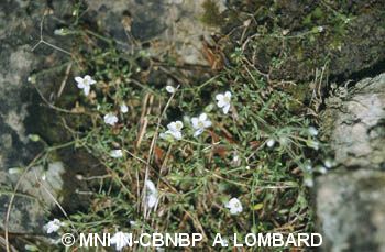 fr.mnhn.inpn.model.isb.Espece@a88bbd3