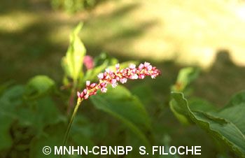 fr.mnhn.inpn.model.isb.Espece@fb6f56f