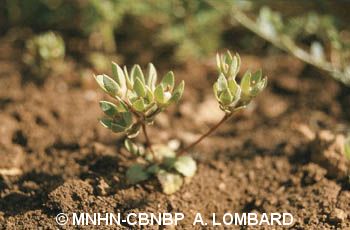 fr.mnhn.inpn.model.isb.Espece@32d3c110