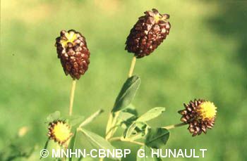 fr.mnhn.inpn.model.isb.Espece@609f5122