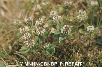 fr.mnhn.inpn.model.isb.Espece@6ec70c03
