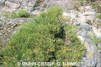 fr.mnhn.inpn.model.isb.Espece@456cb555