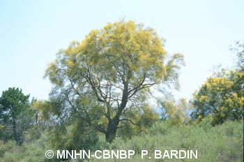 fr.mnhn.inpn.model.isb.Espece@543b471e