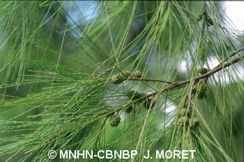 fr.mnhn.inpn.model.isb.Espece@66a4f4af