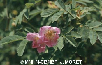 fr.mnhn.inpn.model.isb.Espece@7ab8eeaa