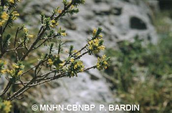 fr.mnhn.inpn.model.isb.Espece@7b02672c