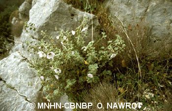 fr.mnhn.inpn.model.isb.Espece@190a8823