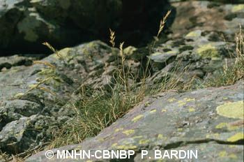 fr.mnhn.inpn.model.isb.Espece@7e1fd0e2