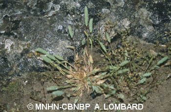 fr.mnhn.inpn.model.isb.Espece@312bf550