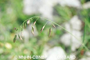 fr.mnhn.inpn.model.isb.Espece@2313d595