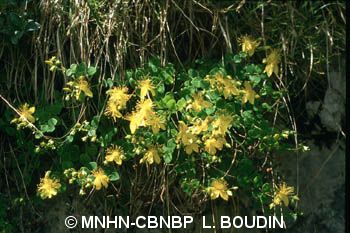 fr.mnhn.inpn.model.isb.Espece@195355cb