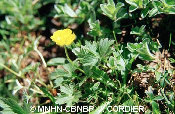 fr.mnhn.inpn.model.isb.Espece@5061bc14