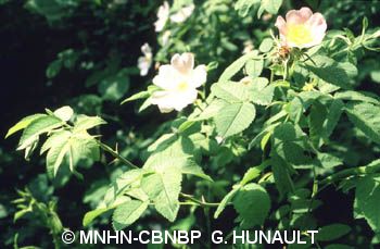fr.mnhn.inpn.model.isb.Espece@4a9637d3