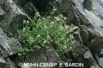 fr.mnhn.inpn.model.isb.Espece@3fb3f1d1