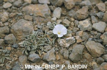 fr.mnhn.inpn.model.isb.Espece@3299571b