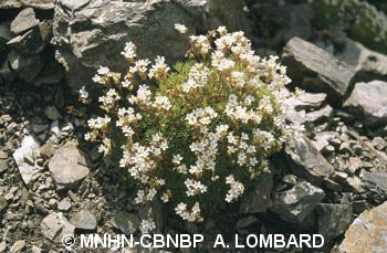 fr.mnhn.inpn.model.isb.Espece@5657569d