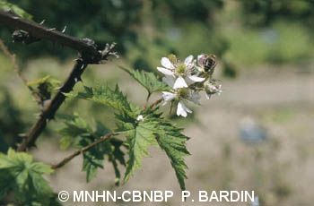 fr.mnhn.inpn.model.isb.Espece@3409f5a2