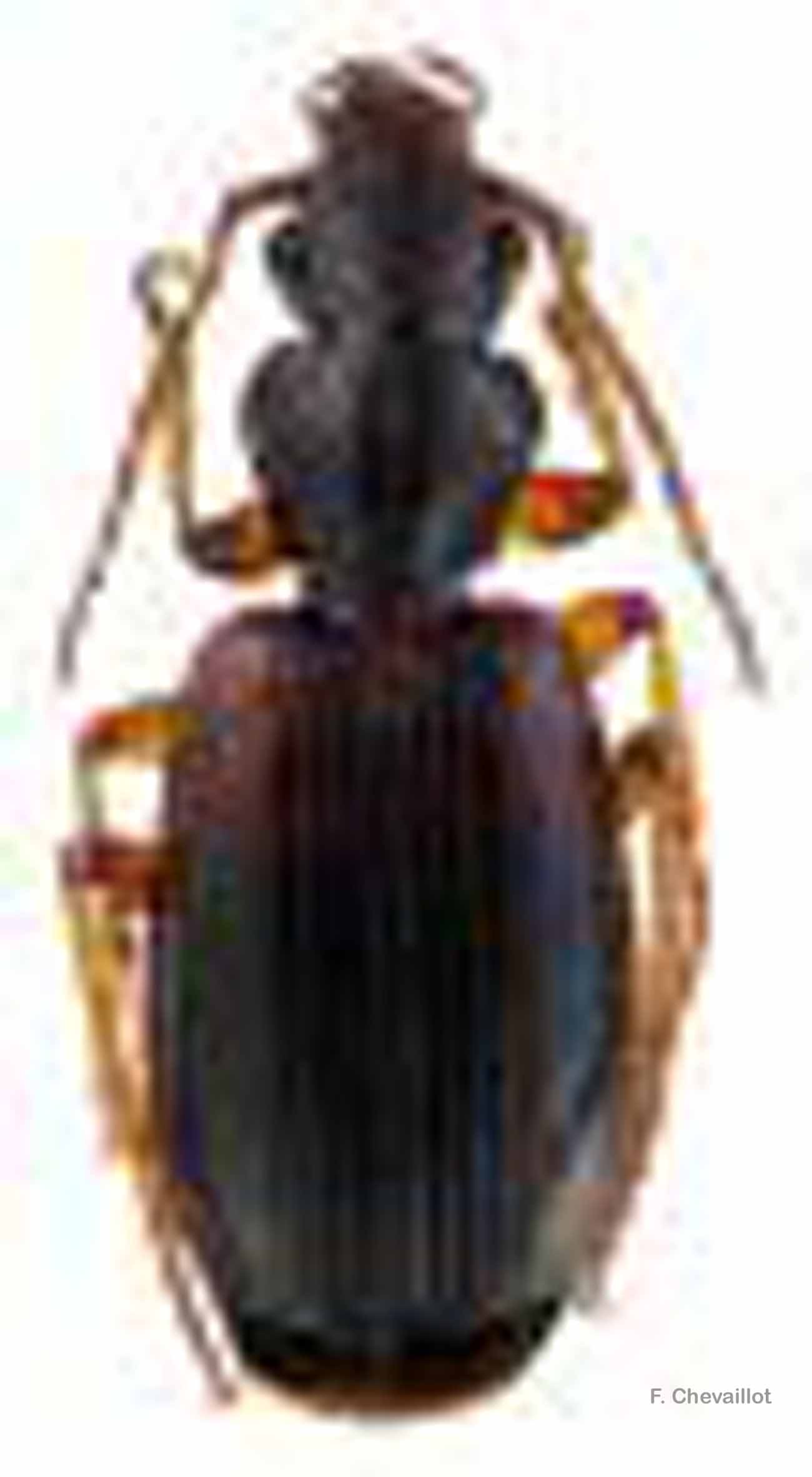 fr.mnhn.inpn.model.isb.Espece@6e423335